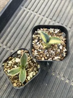 メキシカーナ様 リクエスト 2点 まとめ商品