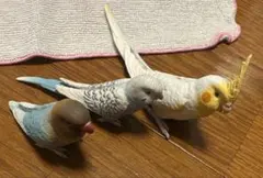 Item thumbnail for item fb5a4e24-1d35-41ce-ba0e-afe9caf2aa13