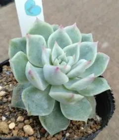 シムランスアセンションxリンゼアナ【おらいさん・青札】 青札【リンゼアナ×リラシナ】おらいさん苗 成長記録 多肉植物