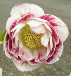 2026年最新】プリマベーラ クリスマスローズの人気アイテム - メルカリ