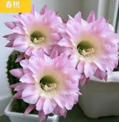 38-ピンクハス 超人気 花サボテン 群開 エキノプシス属 カキコ - メルカリ