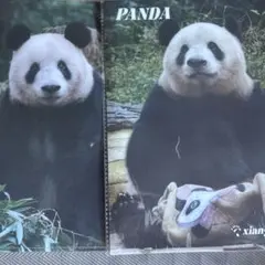 王子動物園 パンダタンタンクリアファイル 2種 - メルカリ