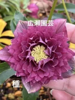 ♡広瀬園芸♡ ベビーピンクソレイユ系 種4粒 - メルカリ