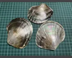 黒蝶貝　3枚　置物　小物入れ　お皿　アクセサリー自作ルアー　ハンドメイド