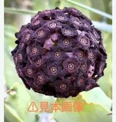 【希少種】カラルマ・アクタングラ　種子　5粒～のサムネイル
