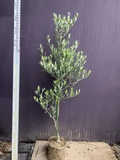 オリーブの木 ルッカ 盆栽風 5号 約45cm NO.1087 現品 人気品種 - メルカリ