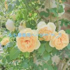 もも様専用ページ•*¨*•.¸♬︎