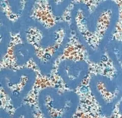 482.リバティイタリア製タナローン生地2026SS【ラブ・エマ&ジョージーナ】