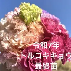 2025年最新】トルコキキョウ苗の人気アイテム - メルカリ