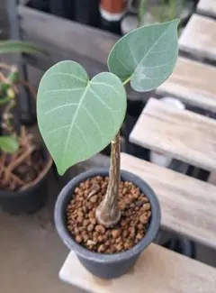 希少 フィカスレリジオーサ インドボダイジュ 観葉植物 calm cafe