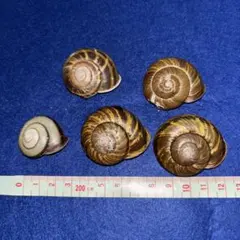 陸貝４種.貝殻.貝標本