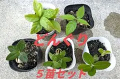 【無農薬/ネコポス発送】どんぐりの苗 5本セット 自家栽培 抜き苗のサムネイル