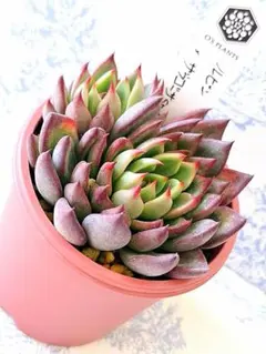 2025年最新】ザラゴーサspノバの人気アイテム - メルカリ