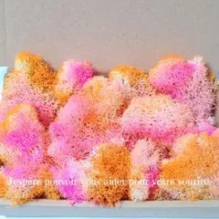 加工花材　フィンランド モス　プリザーブドフラワー　ハーバリウム　レジン　花材のサムネイル