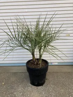 カナリーヤシ 約:90cm【フェニックス/ヤシの木/観葉植物/ロック】18