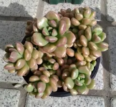 momo様 リクエスト 3点 まとめ商品