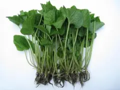 2026年最新】わさび 苗の人気アイテム - メルカリ