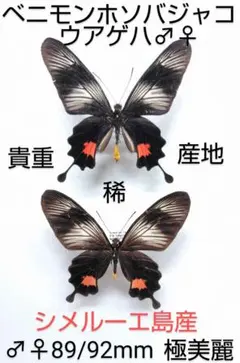 タカネクジャクアゲハ ♀標本 ★四川省・中国産★88mm貴重♀美麗標本 タカネクジャクアゲハ ♀標本 ☆四川省・中国産☆88mm貴重♀美麗標本