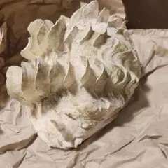 大型肉厚シャコ貝（ヒレシャコ貝）片面　インテリア　飾り物　アクセサリー　オブジェ