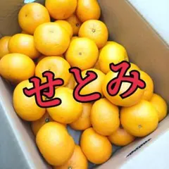 山口県産　せとみ　ゆめほっぺ