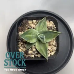 2025年最新】オバティフォリア キラーの人気アイテム - メルカリ