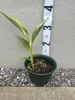 カンナ シュツットガルト球根 根茎シュトゥットガルト➂ - メルカリ