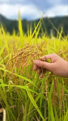 福井県(美山)産　コシヒカリ１等米　産地直送　玄米　30キロ②のサムネイル