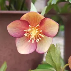 2026年最新】ミスティーク クリスマスローズの人気アイテム - メルカリ