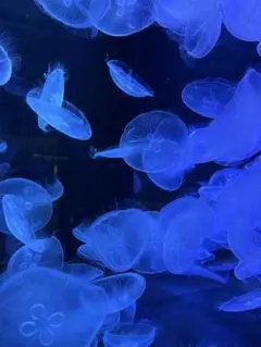 わろち様専用です。