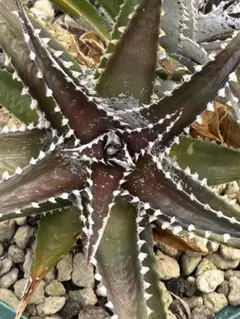 ディッキア Dyckia Code NW-27 Bill Baker - メルカリ