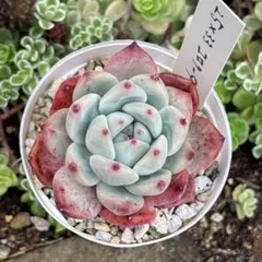 32.【札付き】25×33コロラータ Mさん苗 Mコロ 多肉植物 エケベリア 2026年最新】mさん苗コロラータの人気アイテム - メルカリ