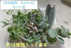多肉植物　寄植え　おまかせ　カット苗
