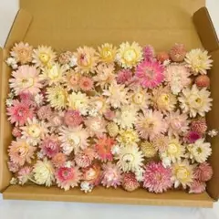 ヘリクリサム 貝細工 オレンジ系 花材詰め合わせ 花材セット ドライ