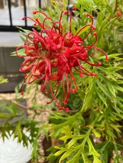 お値引き！グレビリア 「ロビンゴードン」花芽あり お値引き！グレビリア 「ロビンゴードン」花芽あり