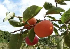 専用エコバック4