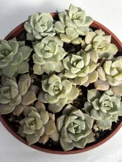 イズタニエミー様 リクエスト 2点 まとめ商品