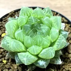 チップ様 リクエスト 2点 まとめ商品