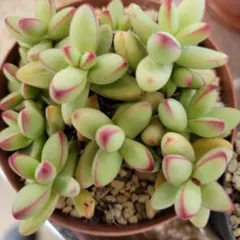 速達おかん様 リクエスト 4点 まとめ商品