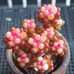 【まとめ割可】レッドベリー錦⑥★抜き苗★セダム★多肉★多肉植物★寄せ植え★