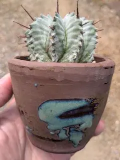 ユーフォルビア ホリダ 実生　観葉植物 多肉植物 鉢植えのサムネイル