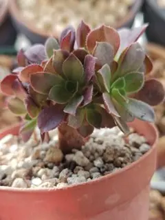 アエオニウム ローズ 抜き苗