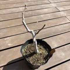 イチジク　ホワイトゼノア　苗