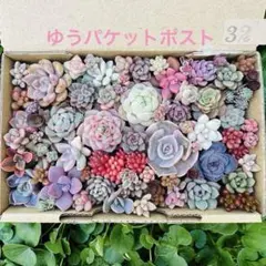 ✾32名前あり　ちまちま寄せ植え　カット苗　多肉植物　寄せ植えセット　詰め合わせのサムネイル