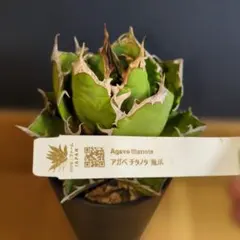 2026年最新】アガベピカチュウの人気アイテム - メルカリ