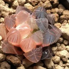 O*Z様 多肉植物　ハオルチア　秋思いオブツーサ錦　鮮明錦　陰陽錦