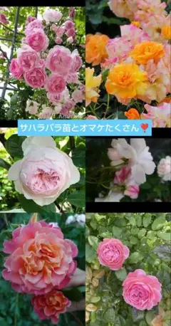 バラ苗、バラ挿し穂、紫陽花挿し穂、ゼラニウム苗、ゼラニウム挿し穂、宿根草、種子、のサムネイル