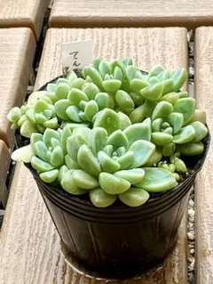 てんてんてまり　ぼのぼのさん　根付き苗　多肉植物　6センチポットのサムネイル