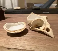 鳥 小鳥 頭蓋骨 小物入れ/陶器製 頭部標本