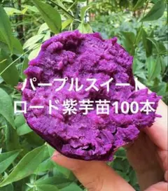 ふくむらさき紫芋苗100本パープルスイート50ベニはるか50 ふくむらさき紫芋苗100本パープルスイート50ベニはるか50 - メルカリ