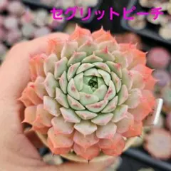 2025年最新】多肉植物 韓国苗 抜き苗の人気アイテム - メルカリ